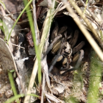 Tasmanicosa sp. (genus) (Tasmanicosa wolf spider) at Isaacs, ACT - 3 Oct 2021 by YellowButton