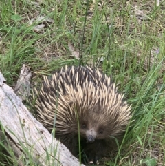 Tachyglossus aculeatus (Short-beaked Echidna) at Springdale Heights, NSW - 4 Oct 2021 by WingsToWander