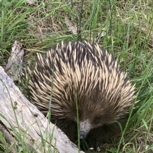 Tachyglossus aculeatus at Springdale Heights, NSW - 4 Oct 2021 10:35 AM