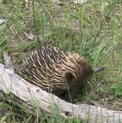 Tachyglossus aculeatus at Springdale Heights, NSW - 4 Oct 2021 10:35 AM