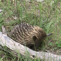 Tachyglossus aculeatus at Springdale Heights, NSW - 4 Oct 2021 10:35 AM