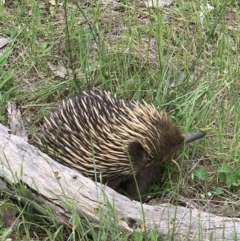 Tachyglossus aculeatus at Springdale Heights, NSW - 4 Oct 2021