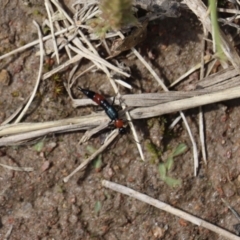 Paederus sp. (genus) (Whiplash rove beetle) at Isaacs Ridge and Nearby - 3 Oct 2021 by YellowButton