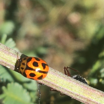 Peltoschema oceanica (Oceanica leaf beetle) at Black Mountain - 4 Oct 2021 by Ned_Johnston