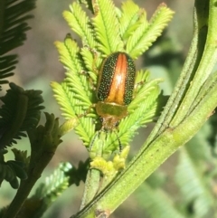 Calomela parilis (Leaf beetle) at O'Connor, ACT - 4 Oct 2021 by NedJohnston