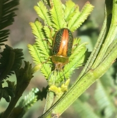 Calomela parilis (Leaf beetle) at Point 60 - 4 Oct 2021 by Ned_Johnston