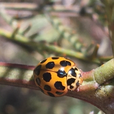 Harmonia conformis (Common Spotted Ladybird) at Black Mountain - 4 Oct 2021 by Ned_Johnston