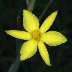 Bulbine bulbosa (Golden Lily) at Mount Majura - 2 Oct 2021 by jb2602