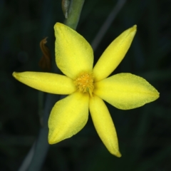 Bulbine bulbosa (Golden Lily, Bulbine Lily) at Hackett, ACT - 3 Oct 2021 by jb2602