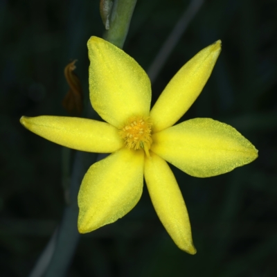 Bulbine bulbosa (Golden Lily) at Mount Majura - 2 Oct 2021 by jb2602