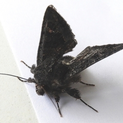 Neumichtis nigerrima (Black Turnip Moth) at Crooked Corner, NSW - 4 Oct 2021 by Milly