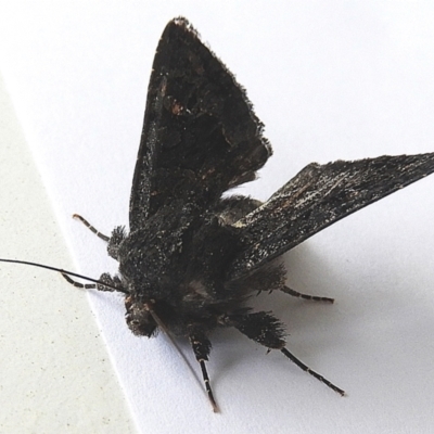 Neumichtis nigerrima (Black Turnip Moth) at Crooked Corner, NSW - 4 Oct 2021 by Milly