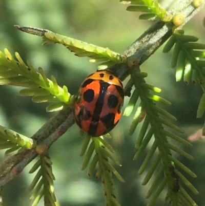 Peltoschema oceanica (Oceanica leaf beetle) at Bruce, ACT - 4 Oct 2021 by Ned_Johnston