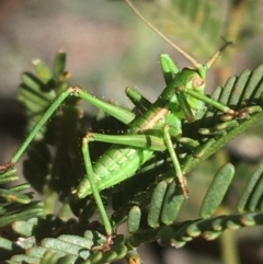 Caedicia sp. (genus) (Katydid) at Black Mountain - 4 Oct 2021 by Ned_Johnston