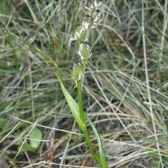 Wurmbea dioica subsp. dioica (Early Nancy) at Mount Majura - 2 Oct 2021 by jb2602