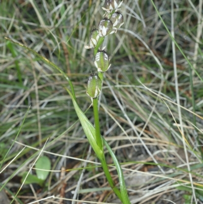 Wurmbea dioica subsp. dioica (Early Nancy) at Mount Majura - 2 Oct 2021 by jb2602