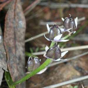 Wurmbea dioica subsp. dioica at Watson, ACT - 3 Oct 2021
