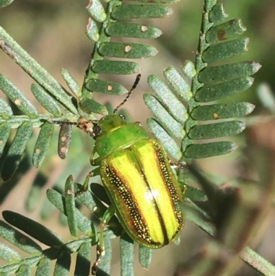 Calomela vittata (Acacia leaf beetle) at Black Mountain - 4 Oct 2021 by Ned_Johnston