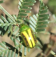 Calomela vittata at Bruce, ACT - 4 Oct 2021 02:48 PM