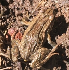 Crinia signifera (Common Eastern Froglet) at Bruce, ACT - 4 Oct 2021 by NedJohnston