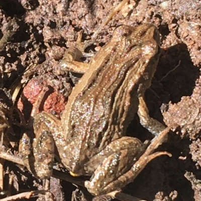 Crinia signifera (Common Eastern Froglet) at Bruce, ACT - 4 Oct 2021 by NedJohnston