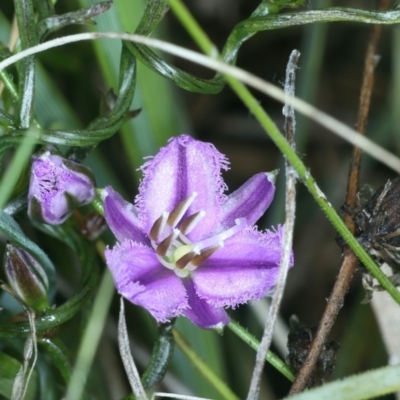 Thysanotus patersonii (Twining Fringe Lily) at Mount Majura - 2 Oct 2021 by jb2602