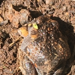 Uperoleia laevigata (Smooth Toadlet) at Black Mountain - 4 Oct 2021 by Ned_Johnston