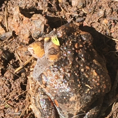 Uperoleia laevigata (Smooth Toadlet) at Black Mountain - 4 Oct 2021 by Ned_Johnston