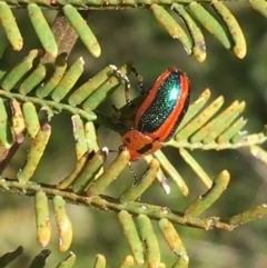 Calomela curtisi (Acacia leaf beetle) at Black Mountain - 4 Oct 2021 by Ned_Johnston