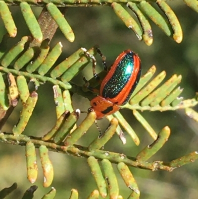 Calomela curtisi (Acacia leaf beetle) at Black Mountain - 4 Oct 2021 by Ned_Johnston