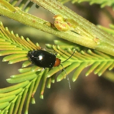 Adoxia benallae (Leaf beetle) at Acton, ACT - 4 Oct 2021 by Ned_Johnston