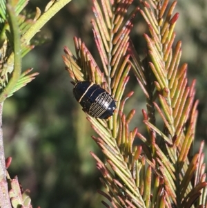 Ellipsidion australe at Bruce, ACT - 4 Oct 2021