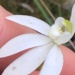 Caladenia carnea (Pink Fingers) at O'Connor, ACT - 1 Oct 2021 by NedJohnston