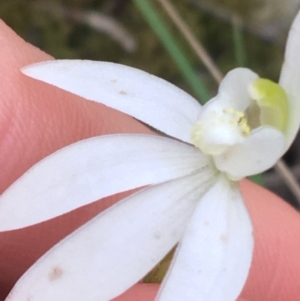 Caladenia carnea at O'Connor, ACT - suppressed