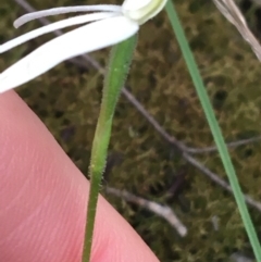 Caladenia carnea at O'Connor, ACT - suppressed