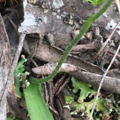 Caladenia carnea at O'Connor, ACT - suppressed