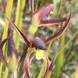 Lyperanthus suaveolens at Bruce, ACT - suppressed