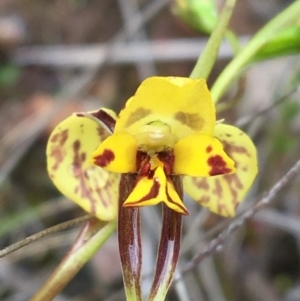 Diuris nigromontana at Watson, ACT - 30 Sep 2021