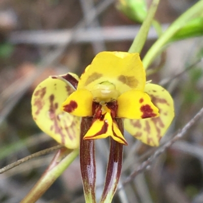 Diuris nigromontana (Black Mountain Leopard Orchid) at Black Mountain - 30 Sep 2021 by Ned_Johnston