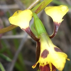 Diuris nigromontana at Watson, ACT - 30 Sep 2021