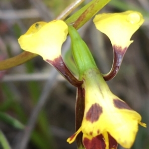 Diuris nigromontana at Watson, ACT - 30 Sep 2021