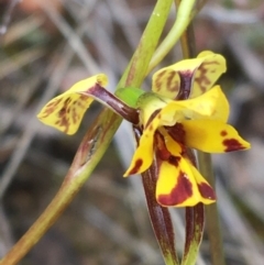 Diuris nigromontana at Watson, ACT - 30 Sep 2021