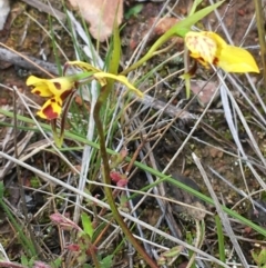 Diuris nigromontana at Watson, ACT - 30 Sep 2021