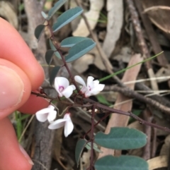 Indigofera australis subsp. australis (Australian Indigo) at O'Connor, ACT - 1 Oct 2021 by Ned_Johnston