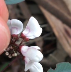 Indigofera australis subsp. australis at O'Connor, ACT - 1 Oct 2021 01:16 PM