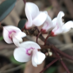 Indigofera australis subsp. australis at O'Connor, ACT - 1 Oct 2021 01:16 PM