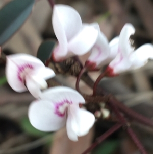 Indigofera australis subsp. australis at O'Connor, ACT - 1 Oct 2021