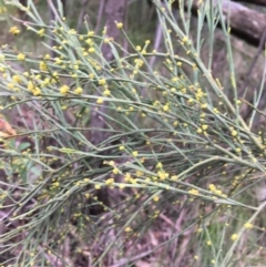 Exocarpos strictus (Dwarf Cherry) at Tidbinbilla Nature Reserve - 3 Oct 2021 by Ned_Johnston