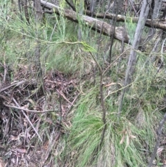 Exocarpos strictus at Paddys River, ACT - 3 Oct 2021