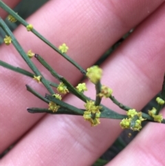 Exocarpos strictus at Paddys River, ACT - 3 Oct 2021